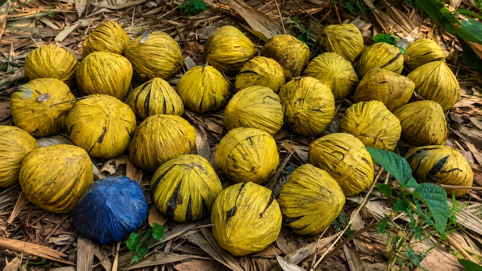 31 Fresh Crude Bombs Recovered In Birbhum Village; Probe Underway